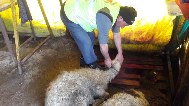 ADAK KURBANLARI KESİLEREK İHTİYAÇ SAHİPLERİNE ULAŞTIRILDI.-2
