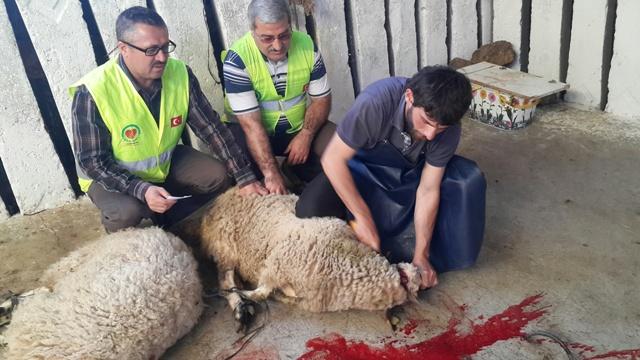 ADAK VE AKİKA KURBANLARINDA HAYIR KÖPRÜSÜ OLDUK.-2