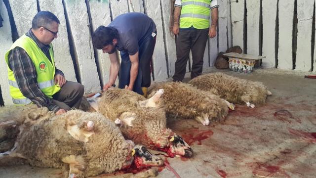 ADAK VE AKİKA KURBANLARINDA HAYIR KÖPRÜSÜ OLDUK.-3