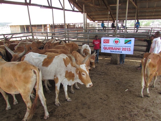 TANZANYA DA KURBAN KESİMİ..-11