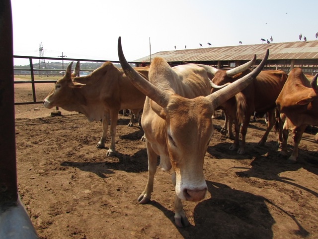 TANZANYA DA KURBAN KESİMİ..-5