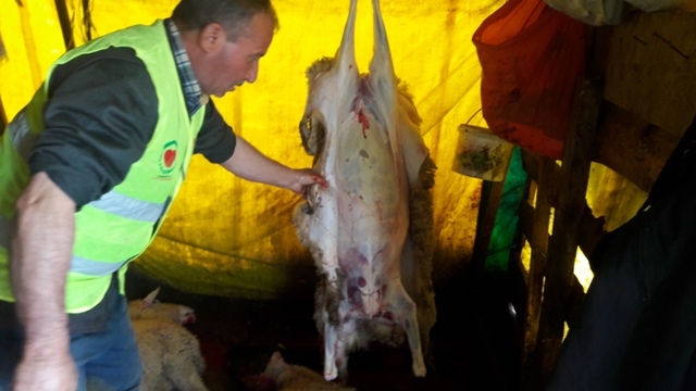 ADAK KURBANLARI KESİMİ DEVAM EDİYOR-3