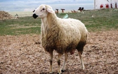  “KURBANLAR KARDEŞLİĞE FİDANLAR İNSANLIĞA”